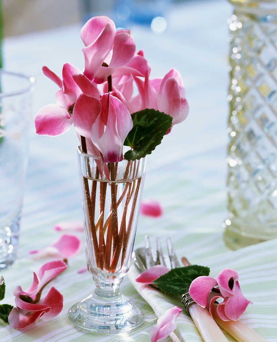 Cyclamen in glass vase, cutlery beside it