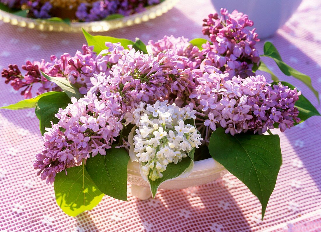 Purple and white lilac in a bowl