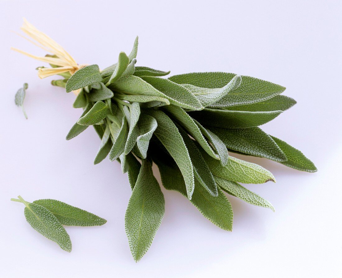 Bunch of sage tied with bast (cut-out)