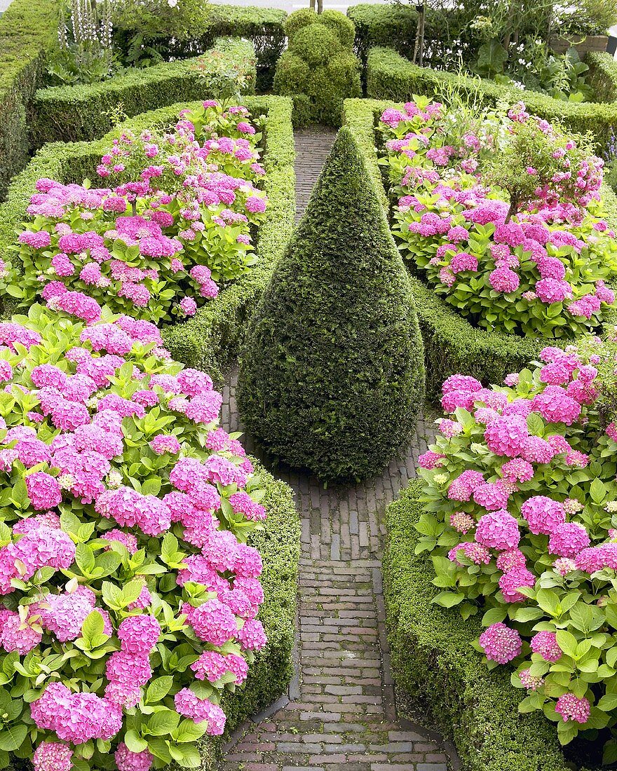 Box hedges and hydrangeas in garden