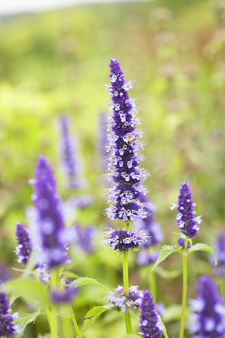 Agastache 'Black Adder'