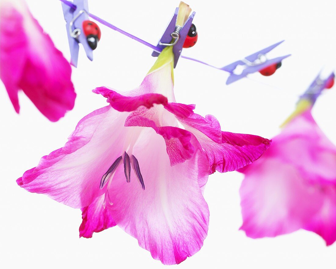 Pink gladioli on washing line