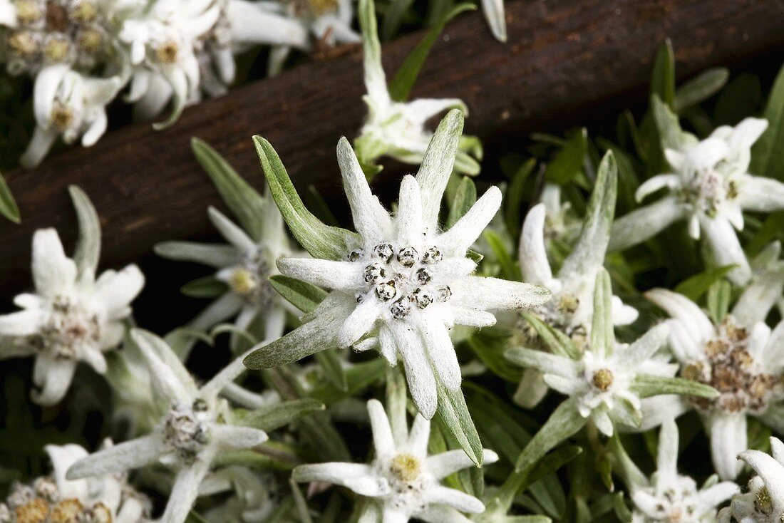 Edelweiss