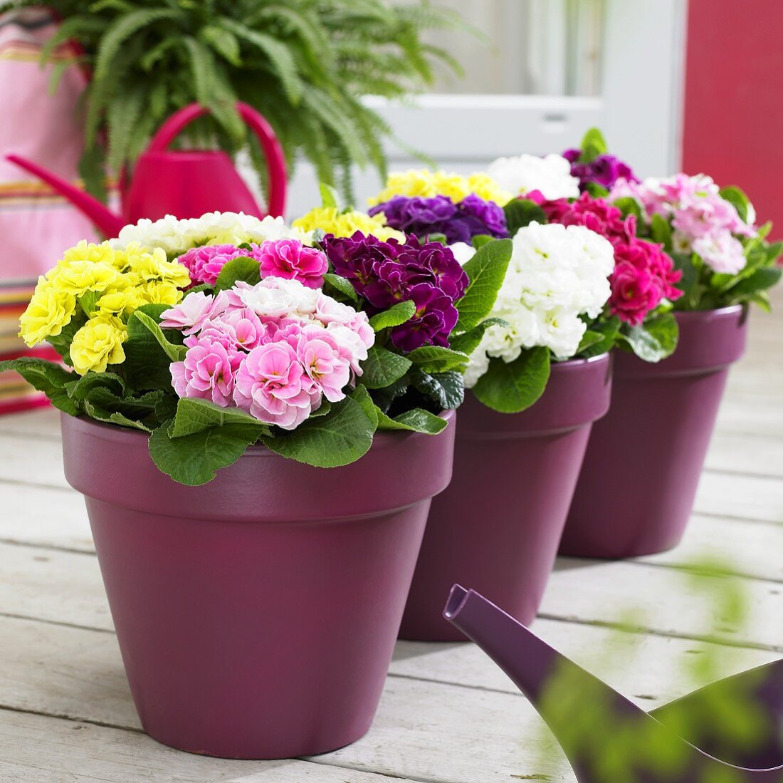 Primulas ('Princess Mix') in flowerpots on terrace