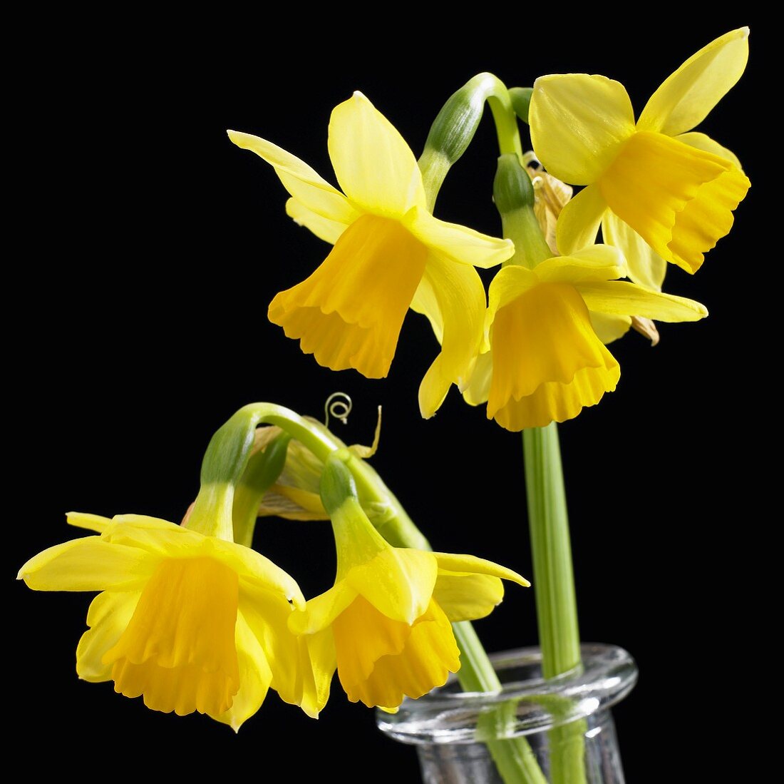 Narcissus 'Tete-a-Tete'