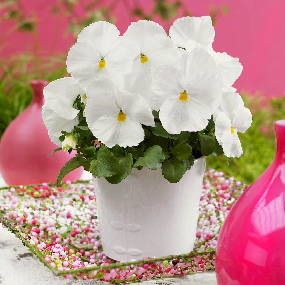 Pansy 'Goliath White' in flowerpot
