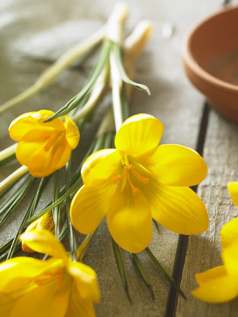 Gelbe Krokusse (Crocus chrysanthus 'Dorothy')