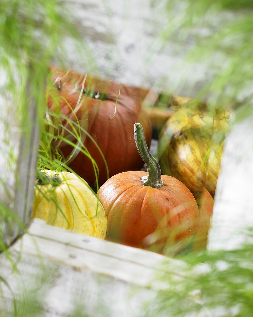 Reflection of pumpkins