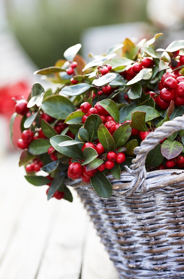 Scheinbeeren (Gaultheria Procumbens) im Korb