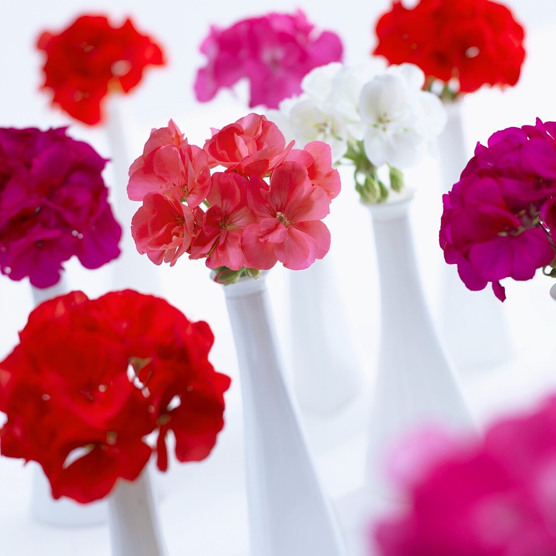 Verschiedene Pelargonien in Blumenvasen