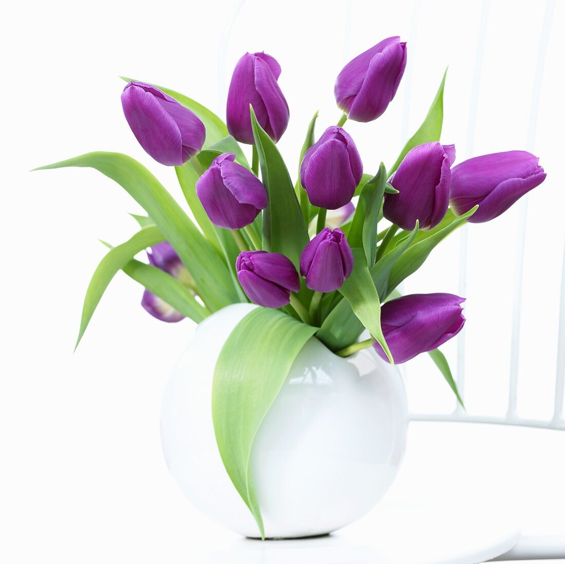 Tulips ('Blue Beauty') in vase