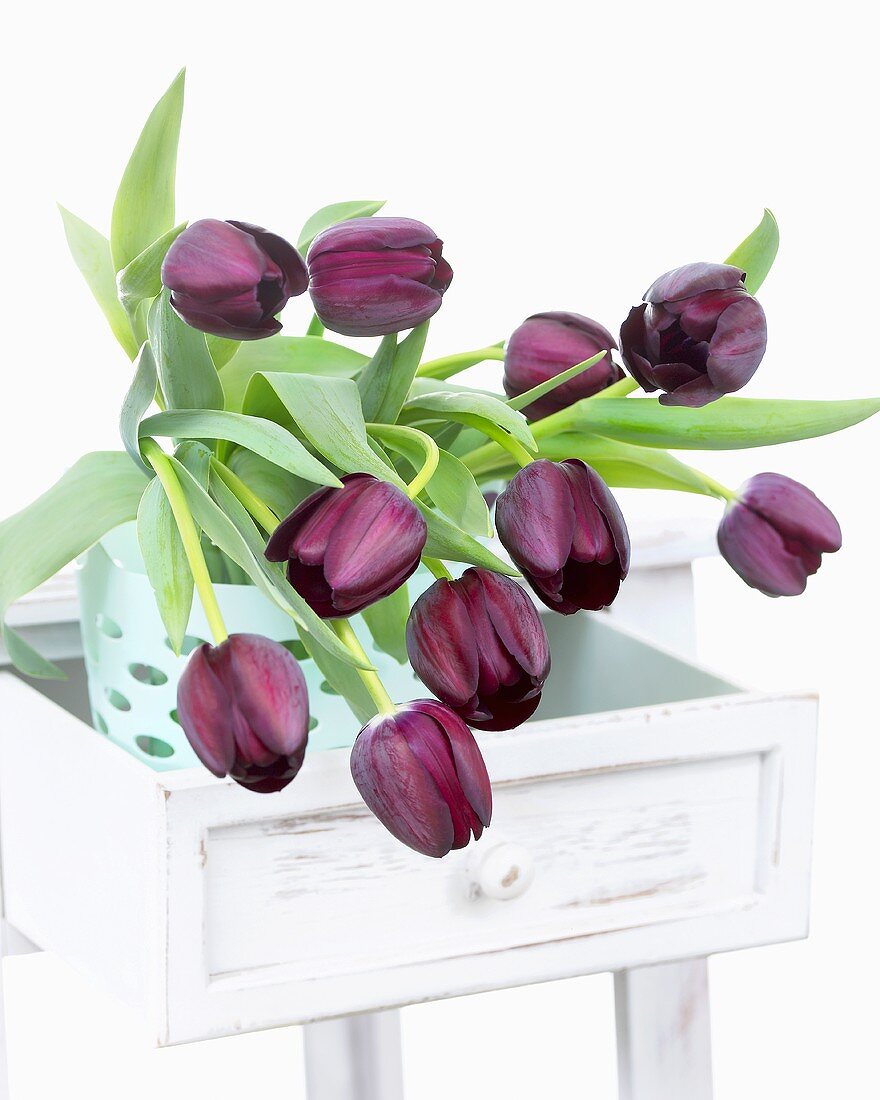 Tulpen 'Queen of Night' in Schublade