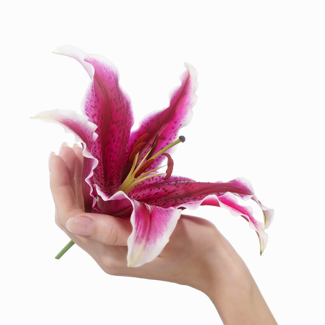 Hand hält eine Lilie