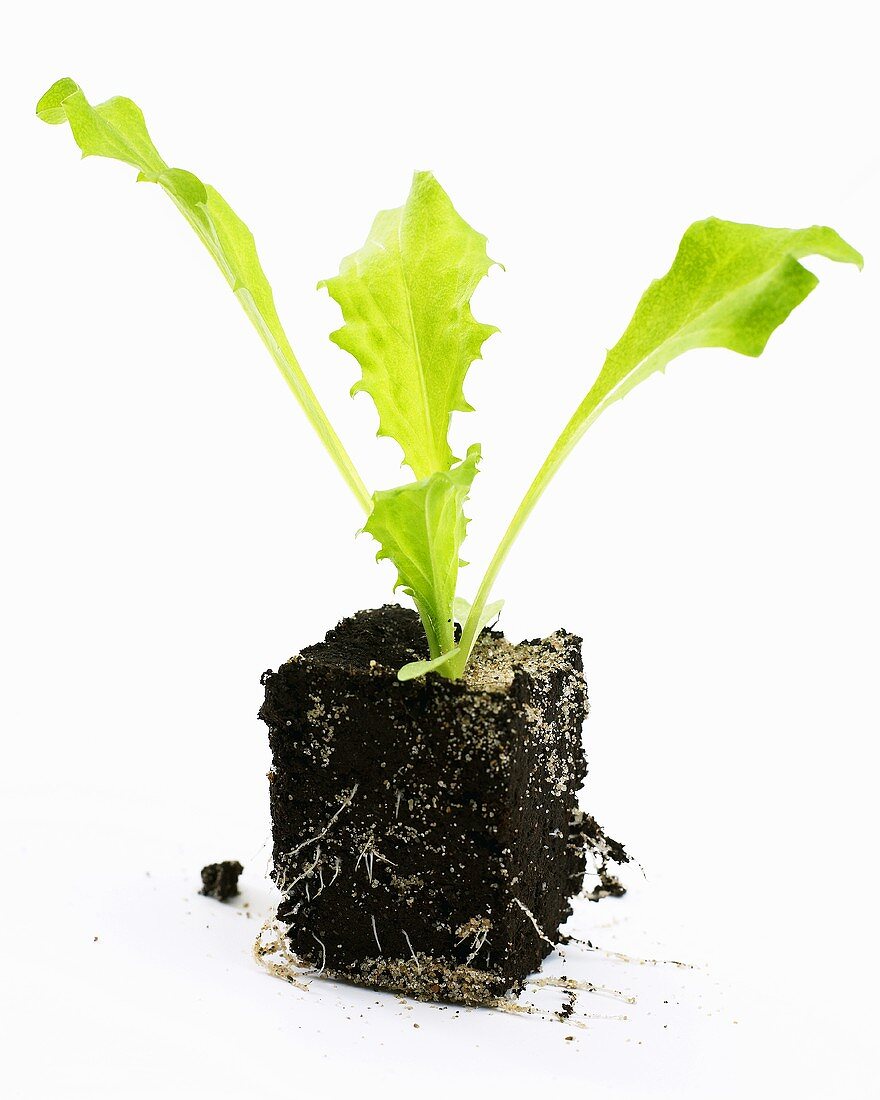Endiviensalat-Jungpflanze (Cichorium endivia)