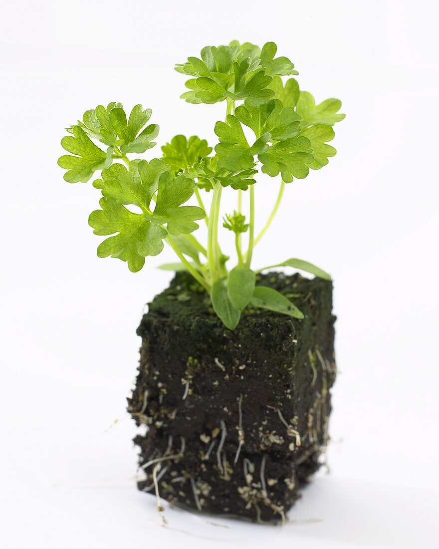 Young parsley plant