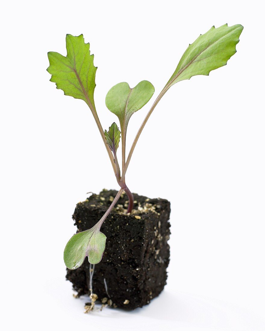 Young red cabbage plant