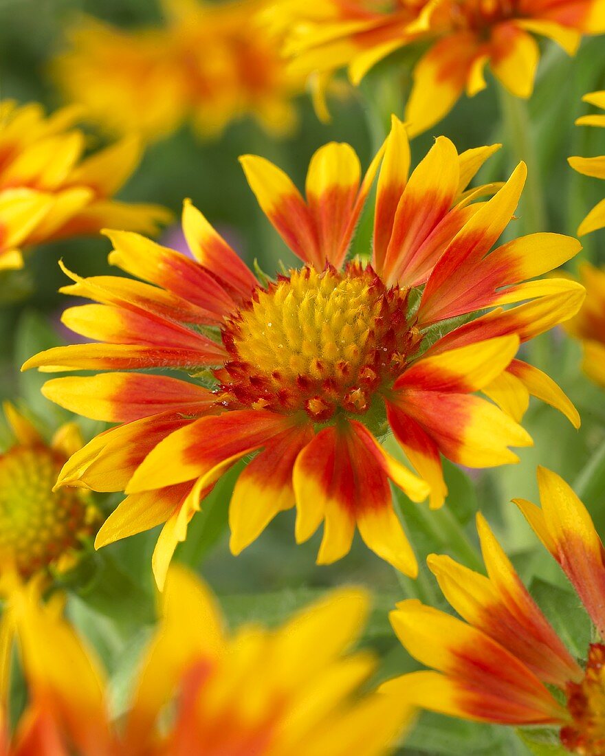 Gaillardia 'Jazzy Wheeler'