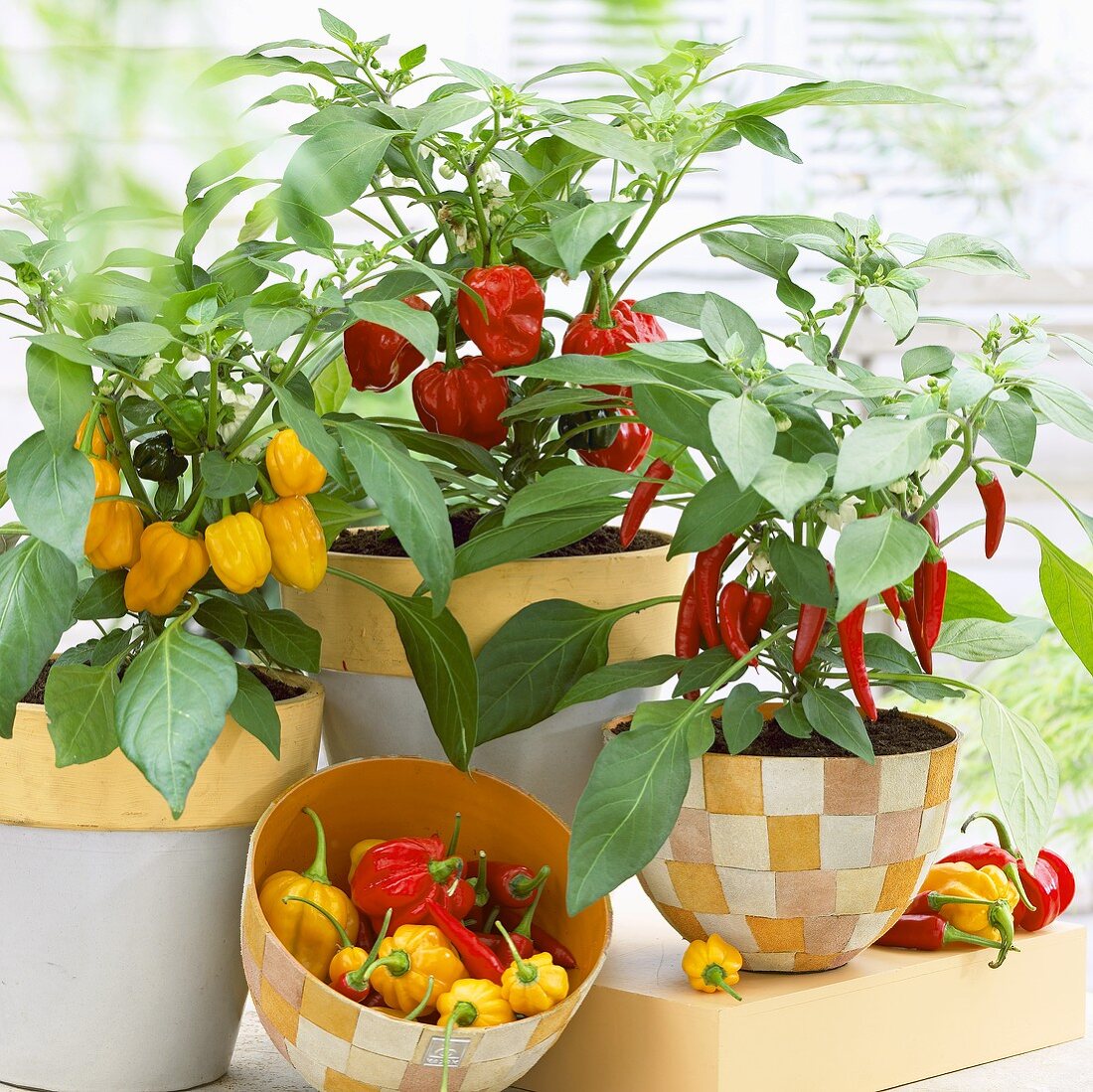 Paprika- und Chilipflanzen in Blumentöpfen