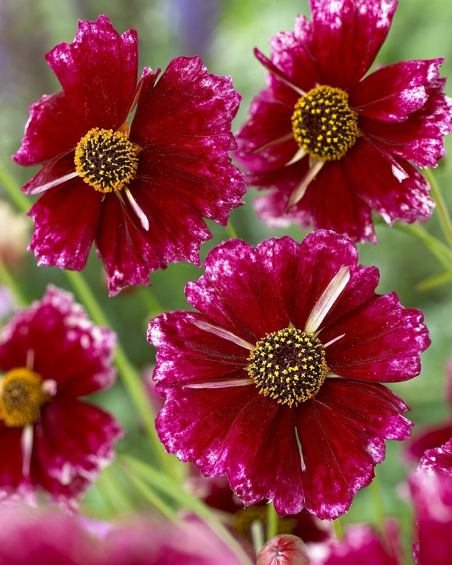 Coreopsis 'Bolero'