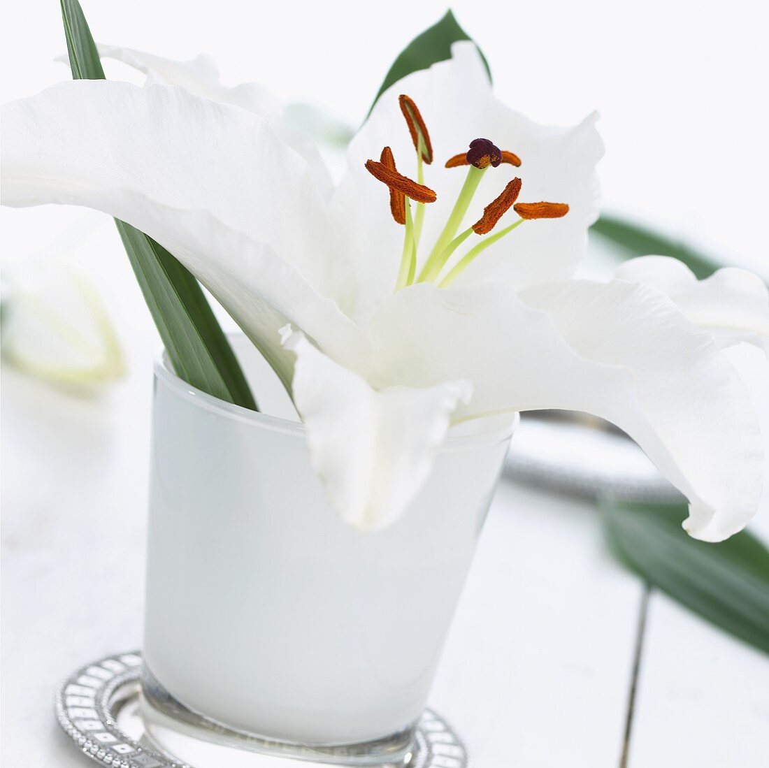 weiße Lilie 'Cantarino' in Vase