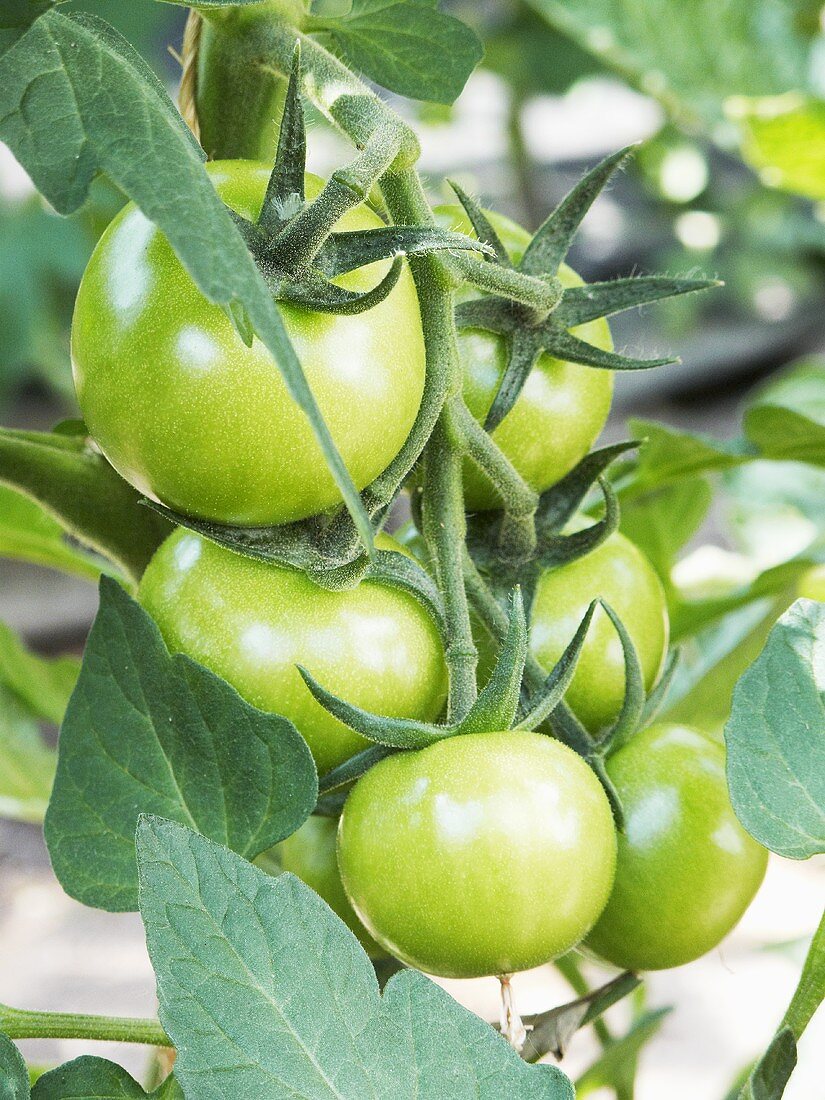 Unripe tomatoes on the plant
