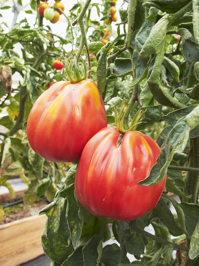 Tomatoes on the plant in a greenhouse