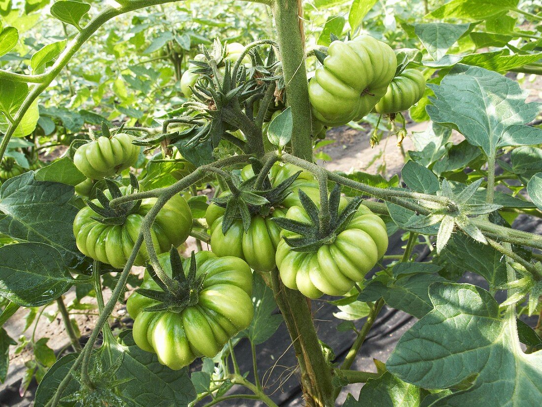 Beefsteak tomatoes on the plant