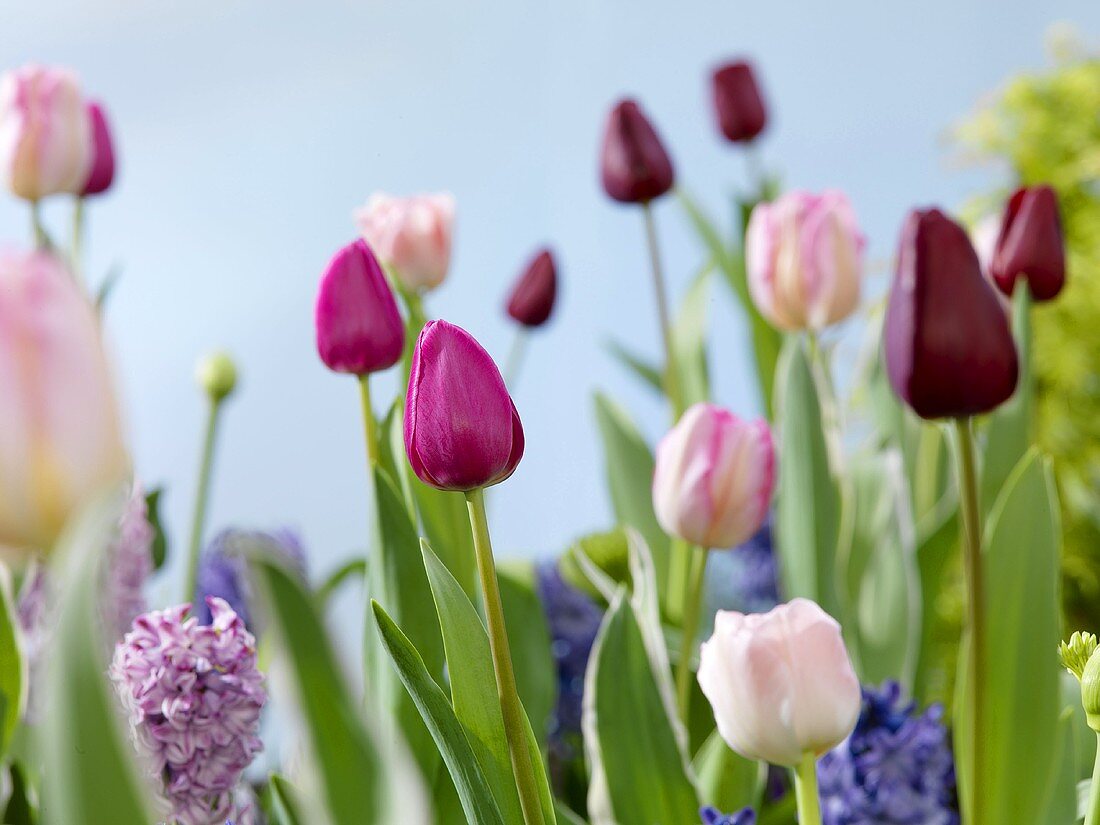 Spring flowers