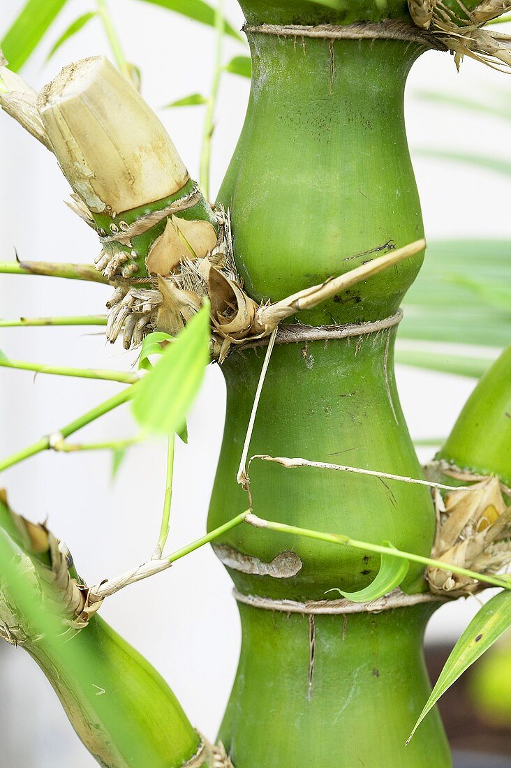 Buddha's belly bamboo (Bambusa ventricosa)