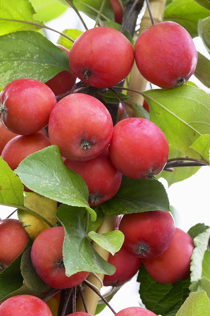 Crab apples ('Eleyi') on tree