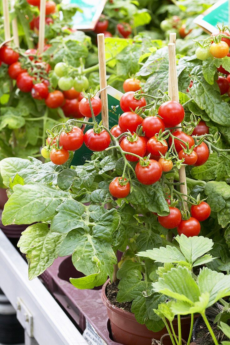 Tomatenpflanzen 'Tasty Tom' in Töpfen
