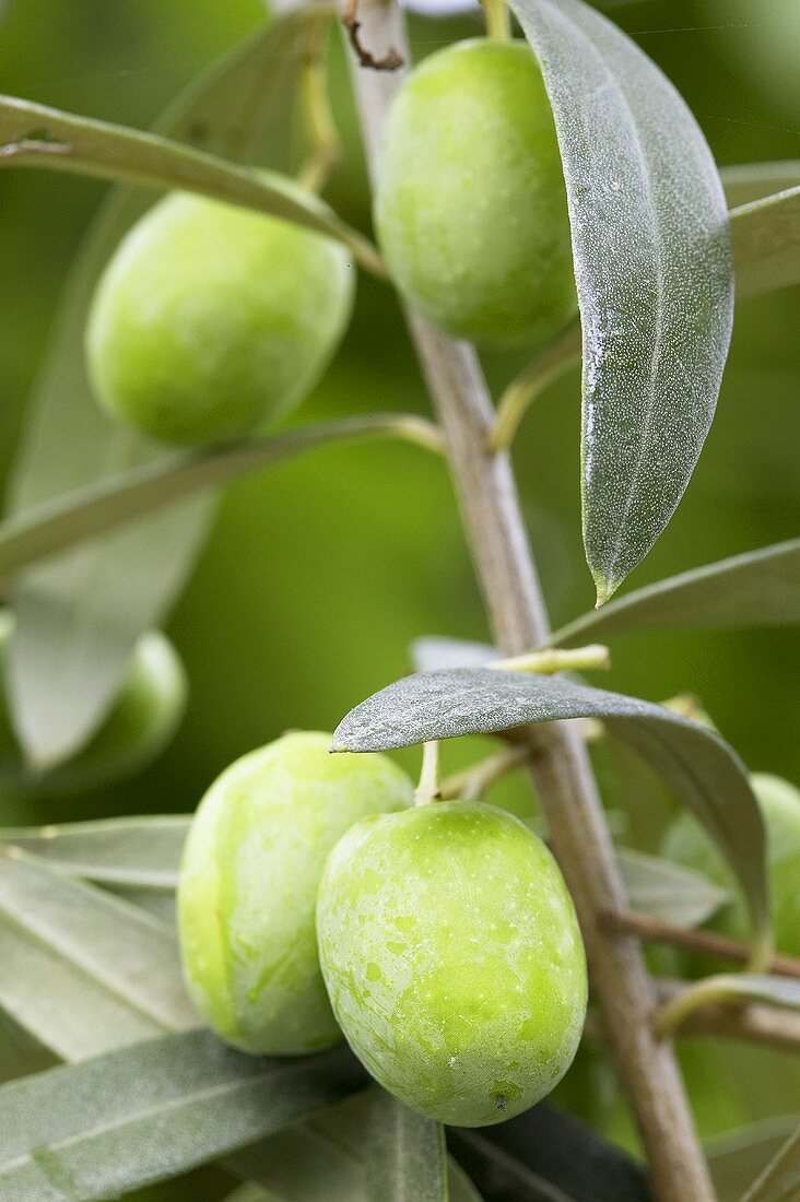 Oliven (Olea europaea 'Cipressino') am Zweig