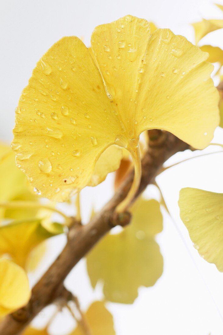 Gingkoblatt mit Wassertropfen (Nahaufnahme)