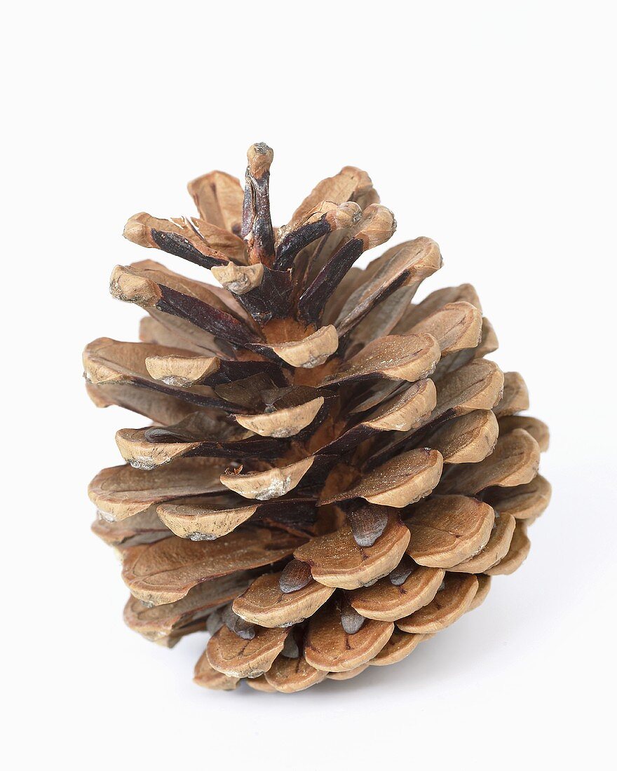 A pine cone