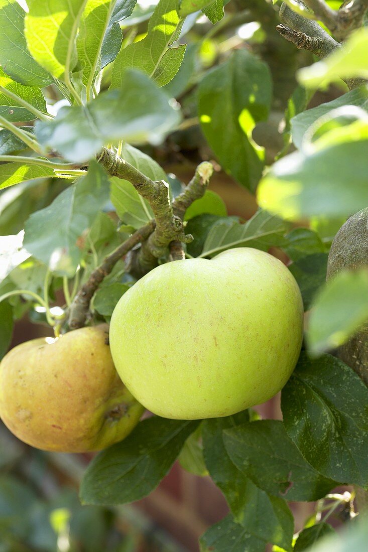Apples (variety 'Charles Ross') on the tree
