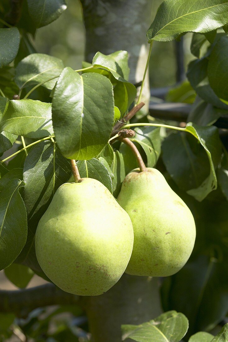 Pears (variety 'Glou Morceau') on the tree