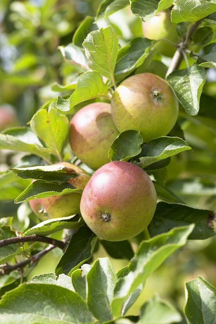 Äpfel der Sorte 'Dabinett' am Baum