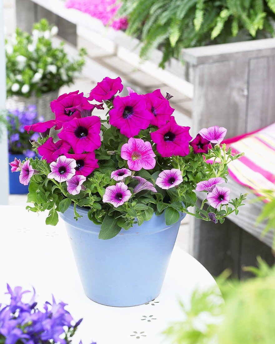 Pink petunias in flowerpot on garden table