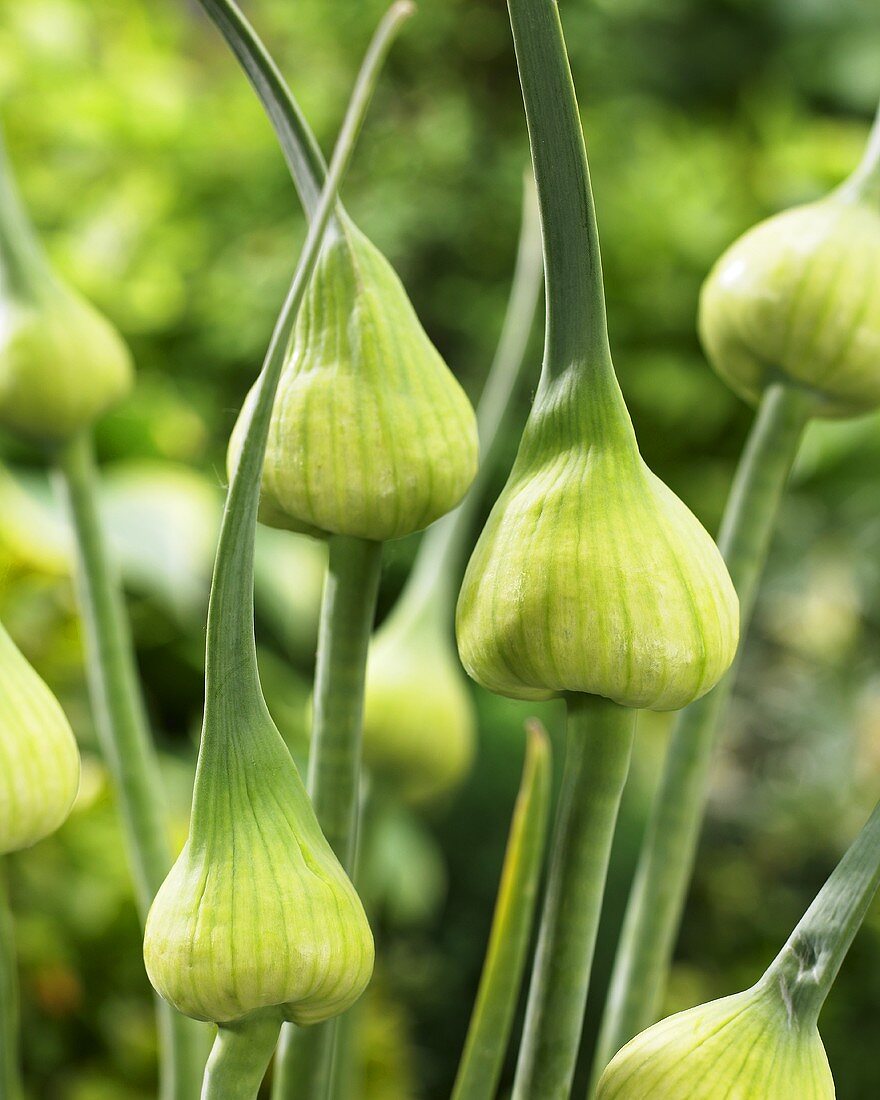 Ornamental onion 'White Cloud' (close-up)