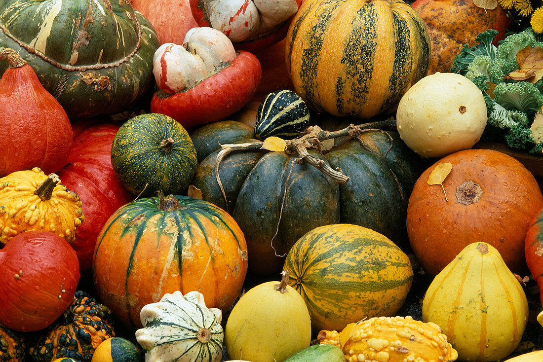 Still life with squashes, pumpkins and gourds