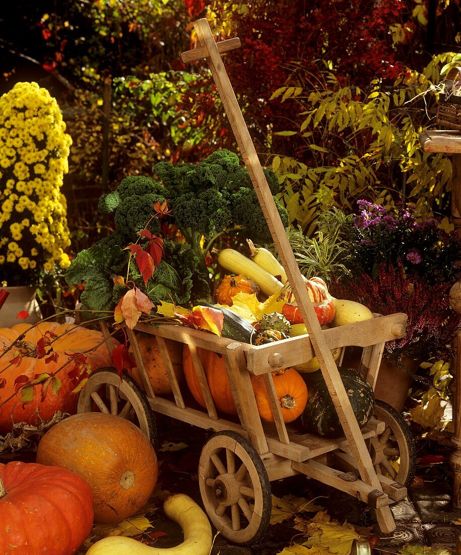 Cart with pumpkins, kale and savoy cabbage