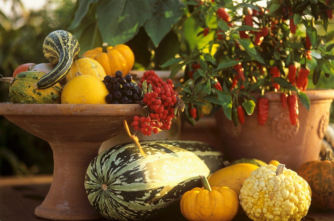Autumnal still life with ornamental gourds, peppers & berries