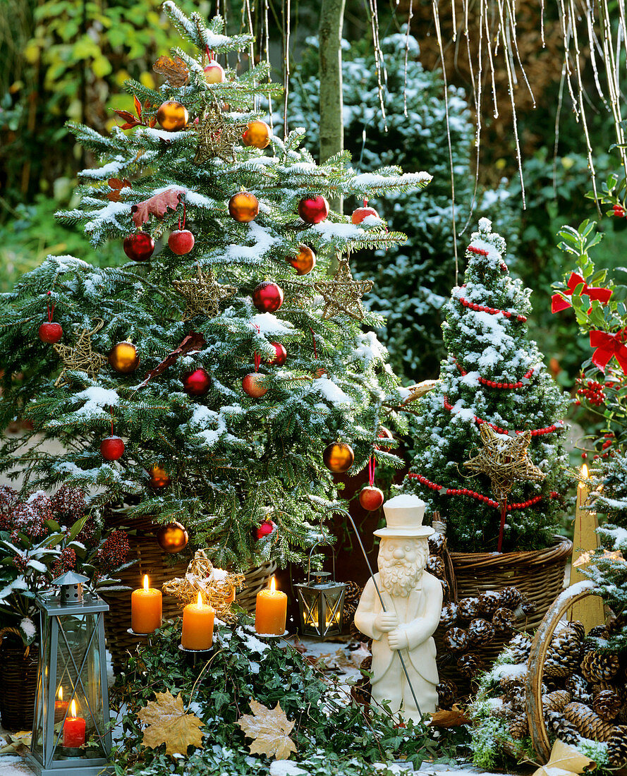 Pine tree decorated for Christmas with ornamental apples