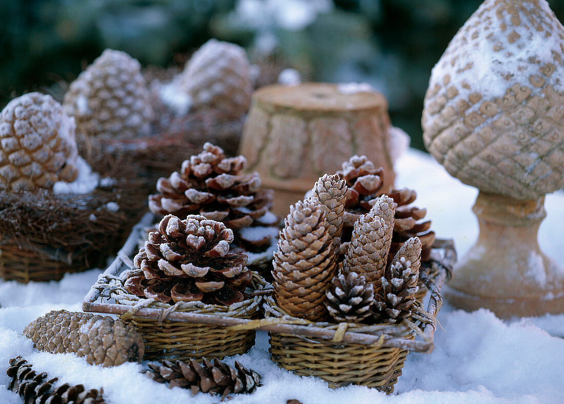 Arrangement of pine and spruce cones in snow