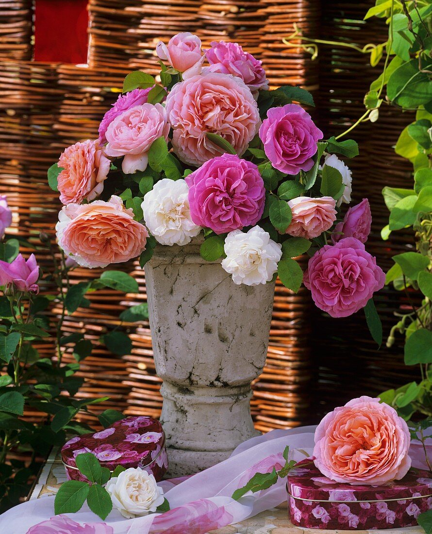 Perfumed English roses in a vase