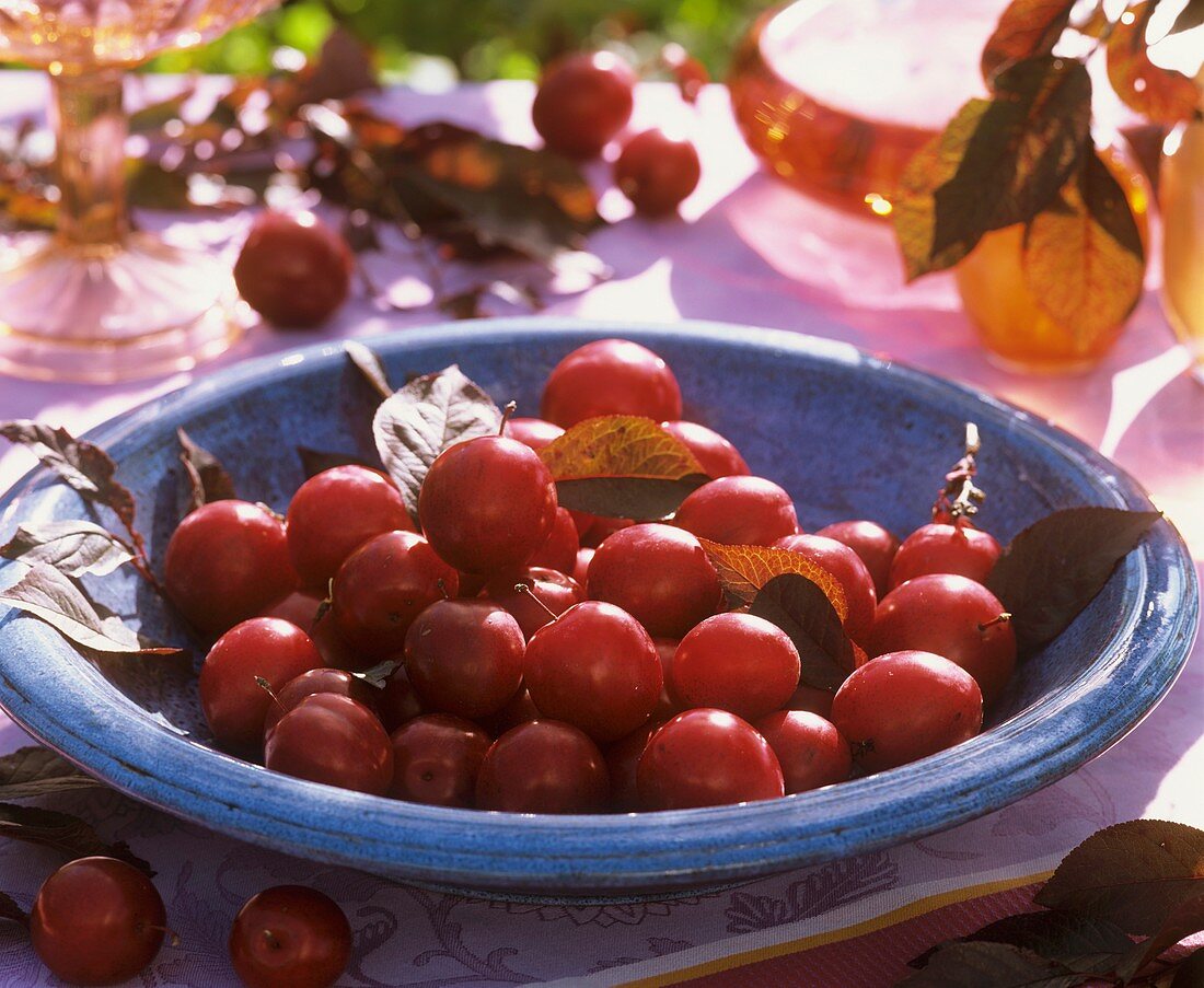 Edible cherry plums in blue bowl
