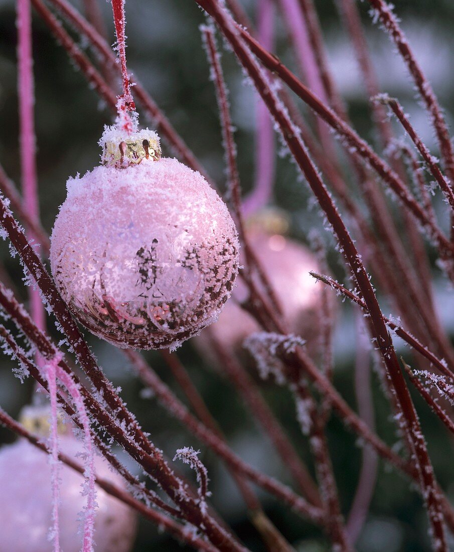 Pink Christmas tree bauble on dogwood branches (Cornus alba)