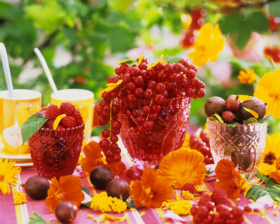 Himbeeren, rote Johannisbeeren und Stachelbeeren