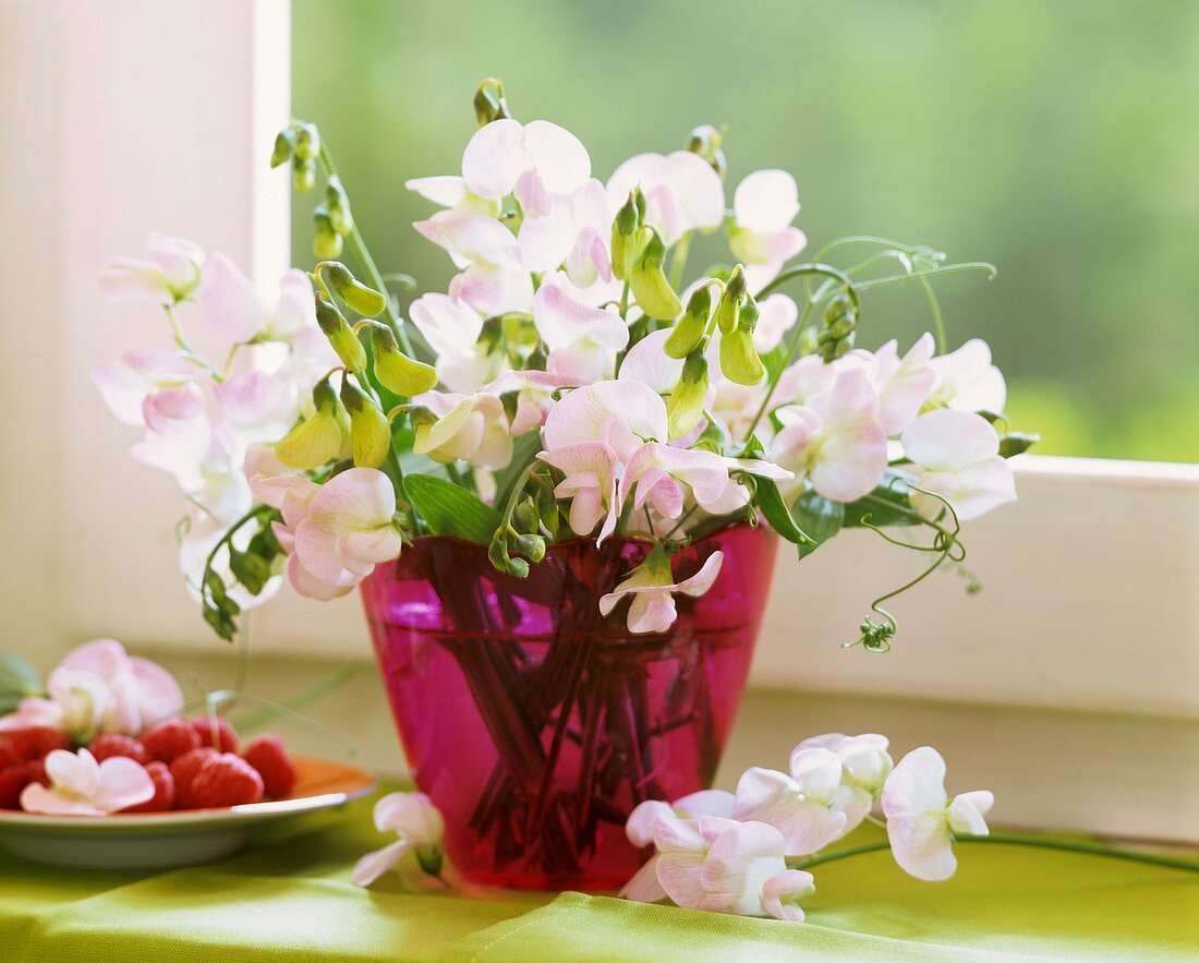 A vase of everlasting peas (Lathyrus latifolius)