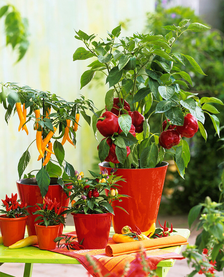 Paprika-, Peperoni- und Zierpaprikapflanzen in roten Töpfen